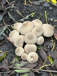 Attēlu rezultāti vaicājumam “Lycoperdon pyriforme young”