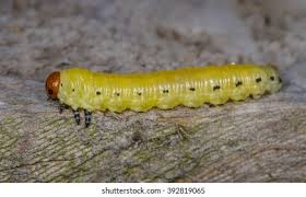 Attēlu rezultāti vaicājumam “Diprion pini female”