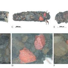 Attēlu rezultāti vaicājumam “Chaetopteryx villosa”