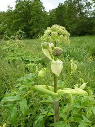 Image result for Angelica archangelica