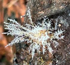 Attēlu rezultāti vaicājumam “Tilachlidium brachiatum”