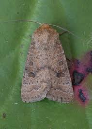 Attēlu rezultāti vaicājumam “Hoplodrina octogenaria”