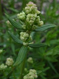 Attēlu rezultāti vaicājumam “Galium boreale leaf”