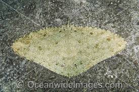 Image result for Gymnura altavela