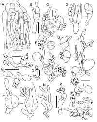 Attēlu rezultāti vaicājumam “Phleogena faginea sessile”