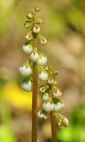 Attēlu rezultāti vaicājumam “Pyrola minor flower”