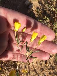 Attēlu rezultāti vaicājumam “Onagraceae”