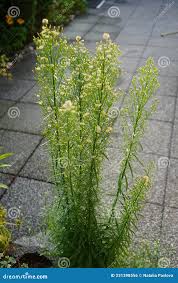 Attēlu rezultāti vaicājumam “Erigeron canadensis”