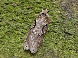 Attēlu rezultāti vaicājumam “Semioscopis avellanella imago”