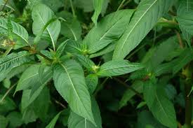 Attēlu rezultāti vaicājumam “Impatiens glandulifera leaf”
