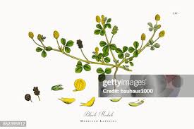 Attēlu rezultāti vaicājumam “Medicago lupulina”