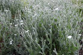 Image result for Lychnis coronaria alba