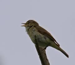 Attēlu rezultāti vaicājumam “Hippolais icterina adult”