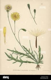 Attēlu rezultāti vaicājumam “Leontodon autumnalis  leaf”