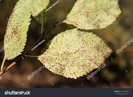 Attēlu rezultāti vaicājumam “Tranzschelia pruni-spinosae spores”