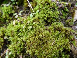 Attēlu rezultāti vaicājumam “Barbula convoluta sporophyte”