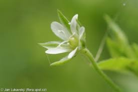 Attēlu rezultāti vaicājumam “Moehringia trinervia leaf”