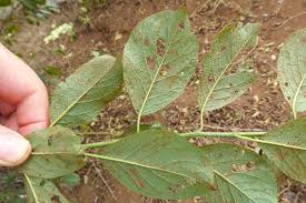 Attēlu rezultāti vaicājumam “Tranzschelia pruni-spinosae spores”