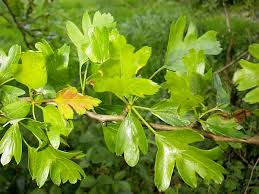 Attēlu rezultāti vaicājumam “Crataegus monogyna”