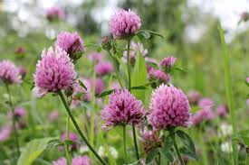 Attēlu rezultāti vaicājumam “Trifolium medium flower”