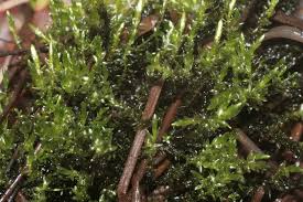 Attēlu rezultāti vaicājumam “Straminergon stramineum”