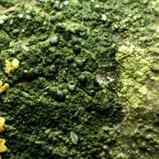 Attēlu rezultāti vaicājumam “Scoliciosporum chlorococcum”