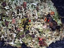 Attēlu rezultāti vaicājumam “Cladonia parasitica”