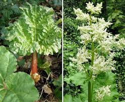 Attēlu rezultāti vaicājumam “Rheum rhabarbarum flower”