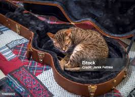 Image result for Cat sleeping in guitar