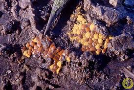 Attēlu rezultāti vaicājumam “Perichaena depressa”