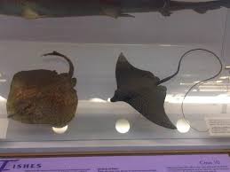 Image result for Raja polystigma