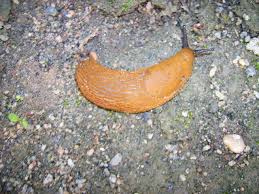 Attēlu rezultāti vaicājumam “Arion lusitanicus”