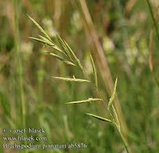 Attēlu rezultāti vaicājumam “Brachypodium pinnatum”