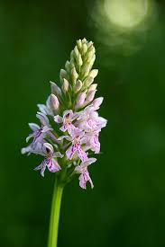 Attēlu rezultāti vaicājumam “Dactylorhiza fuchsii leaf”