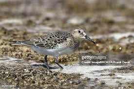 Attēlu rezultāti vaicājumam “Calidris maritima adult”