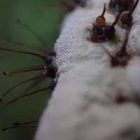 Attēlu rezultāti vaicājumam “Melanospora lagenaria”