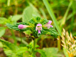 Attēlu rezultāti vaicājumam “Galeopsis bifida flower”