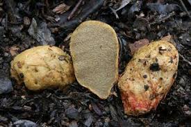 Attēlu rezultāti vaicājumam “Rhizopogon luteolus”