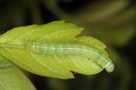Attēlu rezultāti vaicājumam “Orthosia larvae”