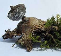 Attēlu rezultāti vaicājumam “Geastrum pectinatum”