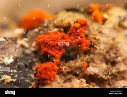 Attēlu rezultāti vaicājumam “Metatrichia vesparia stalked”