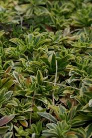 Attēlu rezultāti vaicājumam “Arenaria procera”