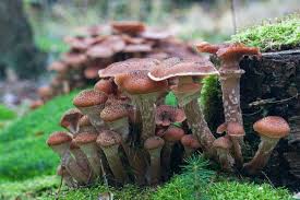 Attēlu rezultāti vaicājumam “Lepiota aspera”