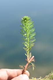 「粉綠狐尾藻」的圖片搜尋結果