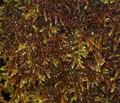 Attēlu rezultāti vaicājumam “Drepanocladus aduncus”