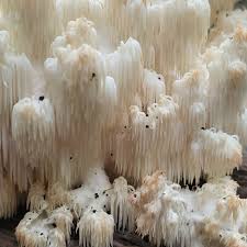 Attēlu rezultāti vaicājumam “Hericium coralloides”