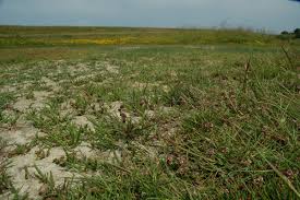Attēlu rezultāti vaicājumam “Juncus gerardii fruit”