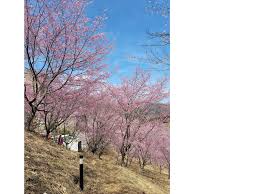 「桜さんご」の画像検索結果
