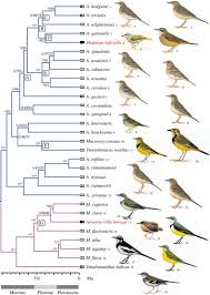 Attēlu rezultāti vaicājumam “Motacillidae”