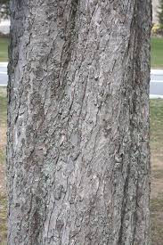 Attēlu rezultāti vaicājumam “Aesculus hippocastanum”